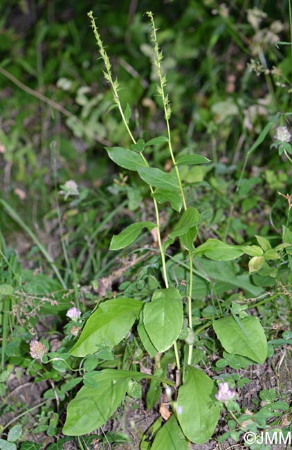 Digitalis micrantha = Digitalis lutea subsp. australis