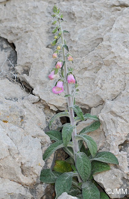 Digitalis minor