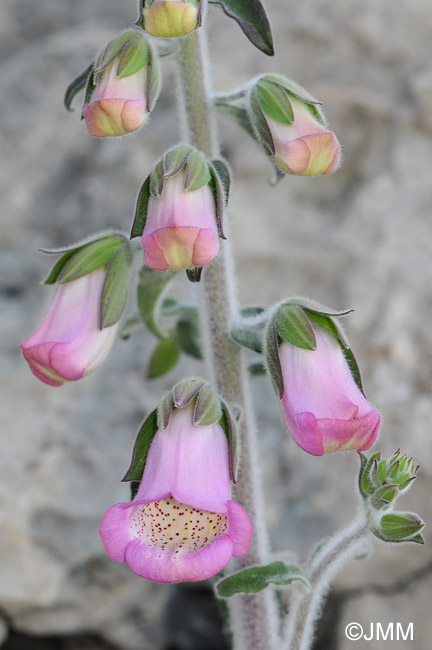 Digitalis minor