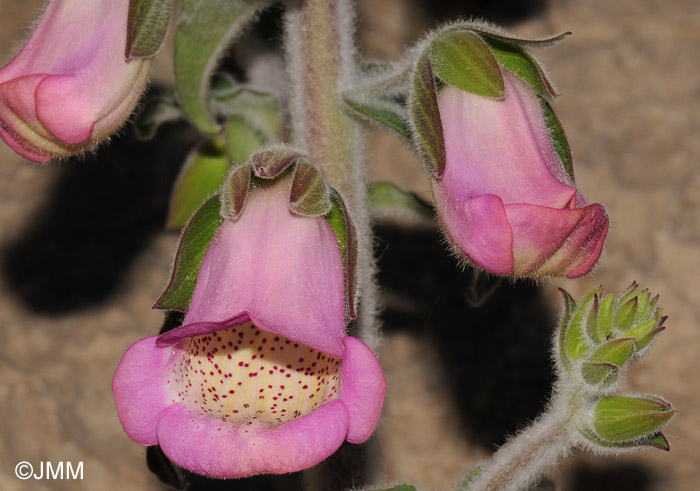 Digitalis minor