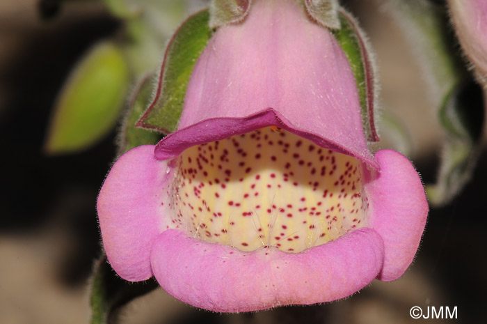 Digitalis minor