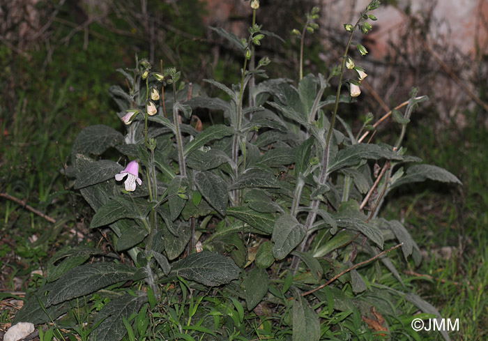 Digitalis minor