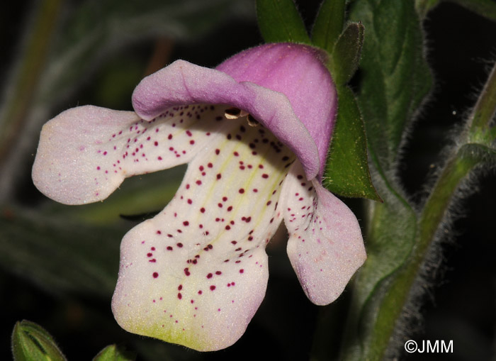 Digitalis minor