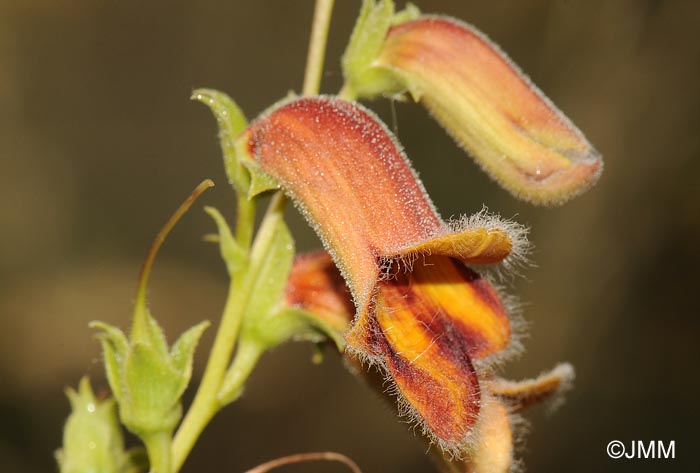 Digitalis obscura