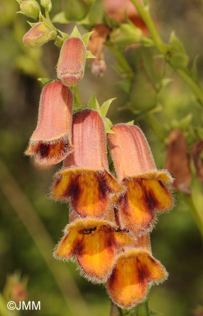 Digitalis obscura