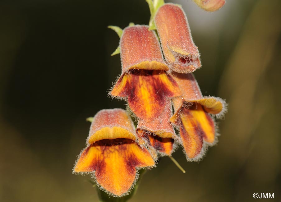 Digitalis obscura