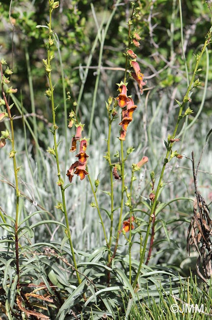 Digitalis obscura