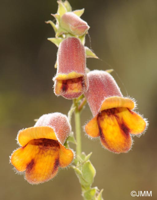 Digitalis obscura