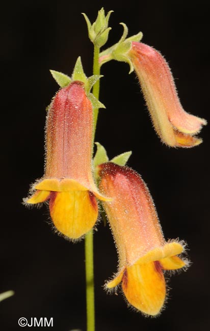 Digitalis obscura