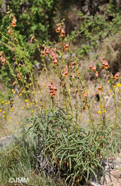 Digitalis obscura