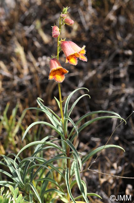 Digitalis obscura