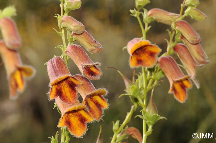 Digitalis obscura