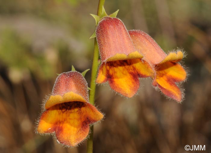 Digitalis obscura