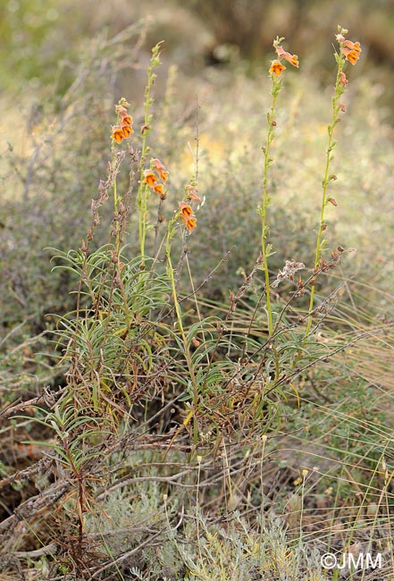 Digitalis obscura