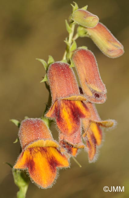 Digitalis obscura