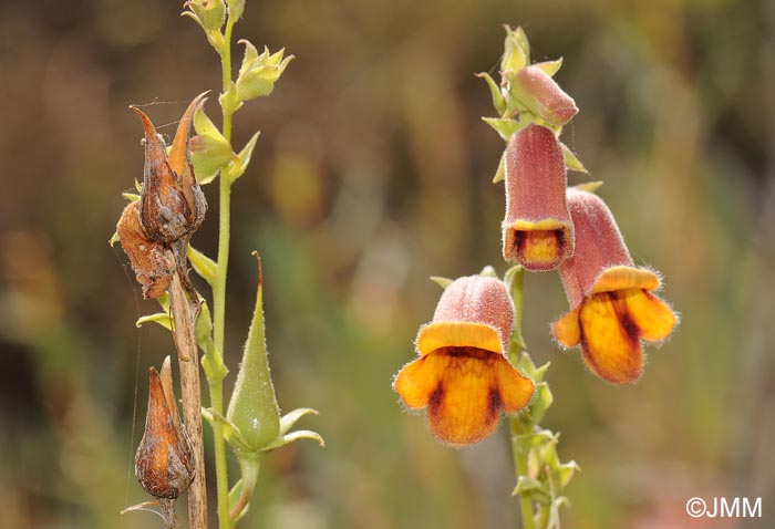 Digitalis obscura