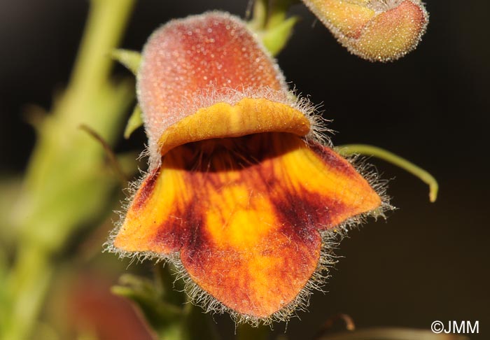 Digitalis obscura