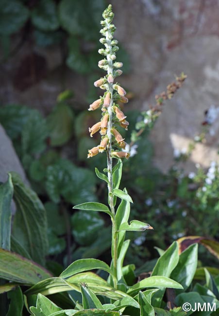 Digitalis parviflora