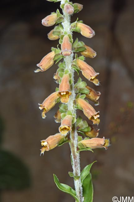 Digitalis parviflora