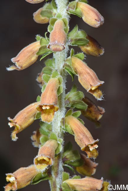 Digitalis parviflora