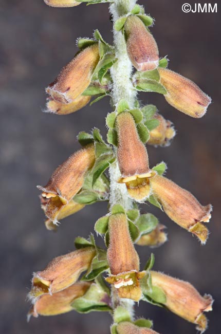 Digitalis parviflora