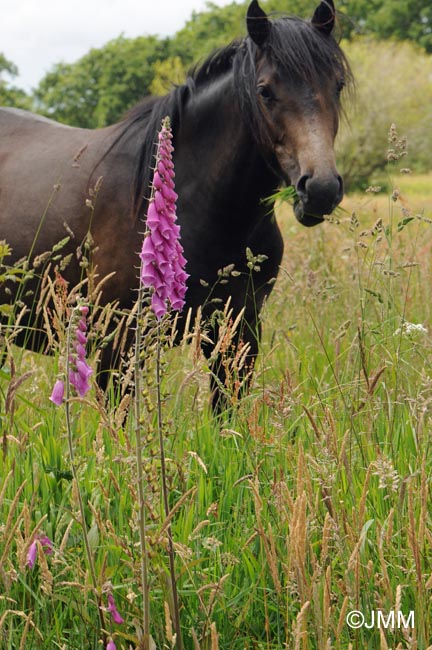 Digitalis purpurea