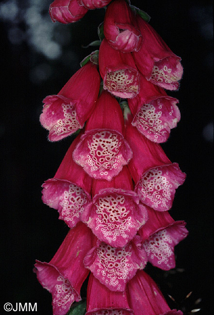 Digitalis purpurea