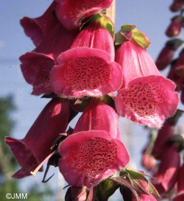 Digitalis purpurea