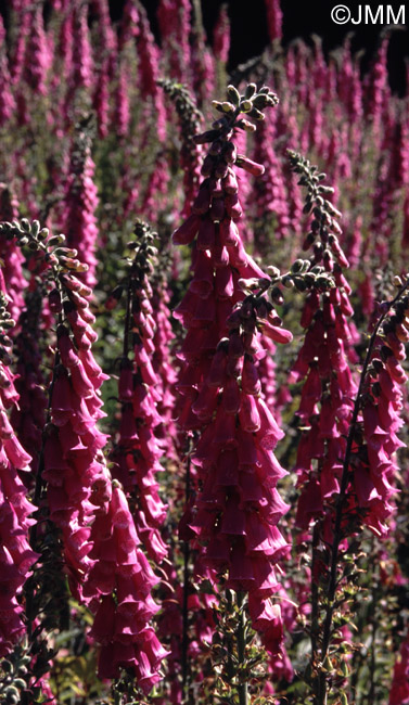 Digitalis purpurea