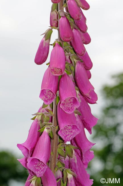 Digitalis purpurea