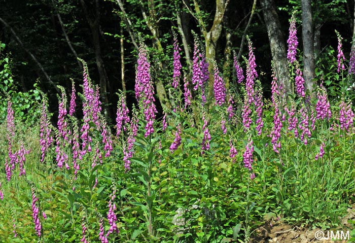 Digitalis purpurea