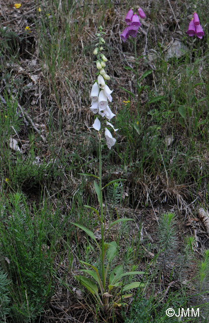 Digitalis purpurea f. alba