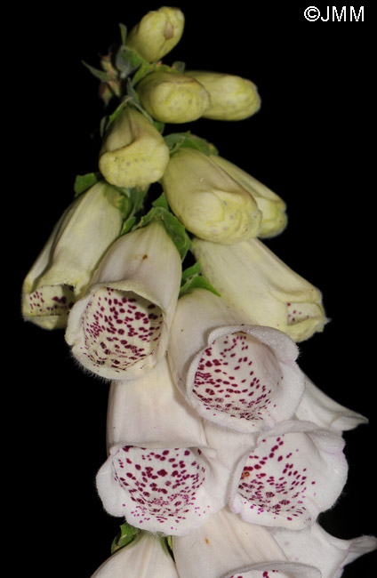 Digitalis purpurea f. alba