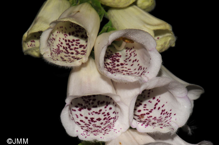 Digitalis purpurea f. alba