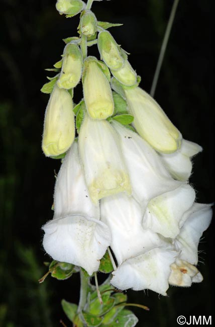 Digitalis purpurea f. alba