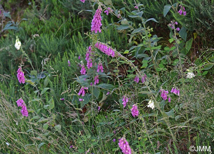 Digitalis purpurea et sa forme alba