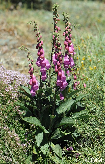 Digitalis purpurea var. nevadensis