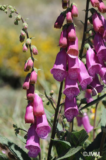 Digitalis purpurea var. nevadensis