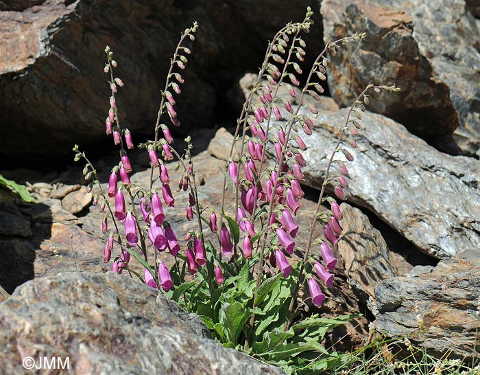 Digitalis purpurea var. nevadensis