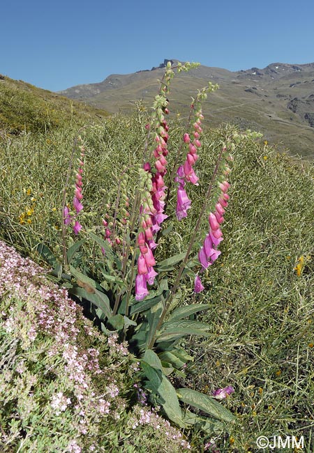 Digitalis purpurea var. nevadensis