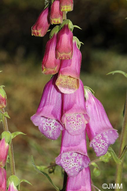 Digitalis purpurea var. nevadensis