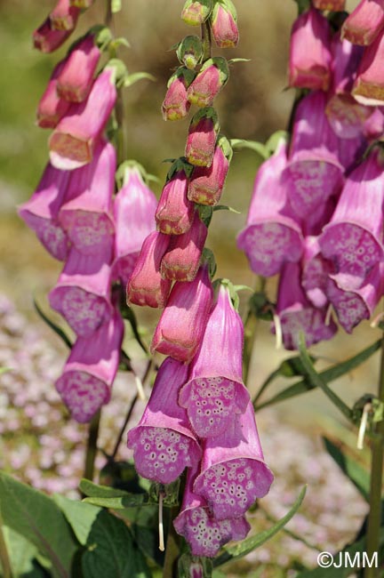 Digitalis purpurea var. nevadensis