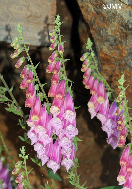 Digitalis purpurea var. nevadensis