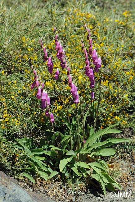 Digitalis purpurea var. nevadensis