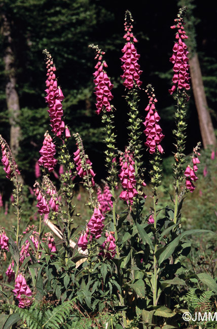 Digitalis purpurea