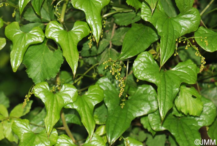 Dioscorea communis = Tamus communis