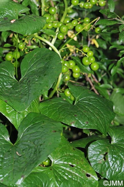 Dioscorea communis = Tamus communis