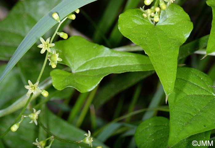 Dioscorea communis = Tamus communis