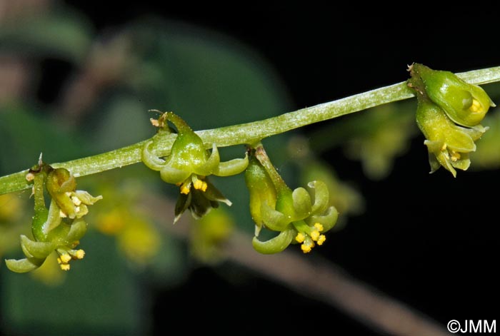 Dioscorea communis = Tamus communis