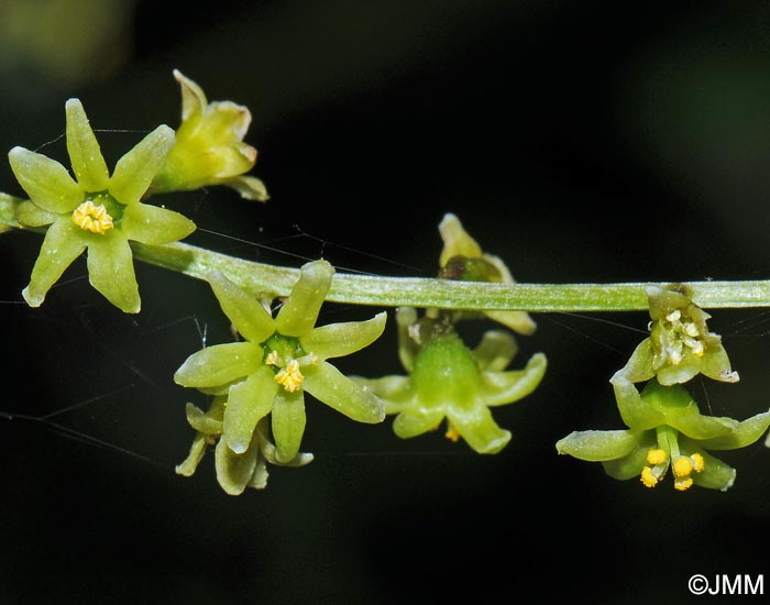 Dioscorea communis = Tamus communis